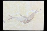 Diplomystus & Knightia Fossil Fish Association #75991-1